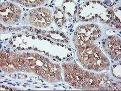 NIF3L1 Monoclonal Antibody (OTI1F6), TrueMAB , OriGene 30 &mu;L; Unconjugated:Antibodies,