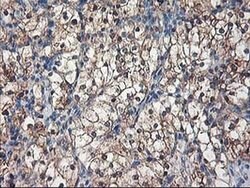 NIF3L1 Monoclonal Antibody (OTI1F6), TrueMAB , OriGene 30 &mu;L; Unconjugated:Antibodies,