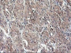NIF3L1 Monoclonal Antibody (OTI1F6), TrueMAB , OriGene 30 &mu;L; Unconjugated:Antibodies,