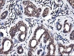 NIF3L1 Monoclonal Antibody (OTI4B5), TrueMAB , OriGene 30 &mu;L; Unconjugated:Antibodies,