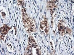 NIF3L1 Monoclonal Antibody (OTI4B5), TrueMAB , OriGene 30 &mu;L; Unconjugated:Antibodies,