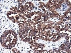 NIF3L1 Monoclonal Antibody (OTI4B5), TrueMAB , OriGene 30 &mu;L; Unconjugated:Antibodies,