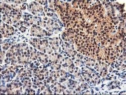 NIF3L1 Monoclonal Antibody (OTI4B5), TrueMAB , OriGene 30 &mu;L; Unconjugated:Antibodies,