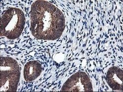 NIF3L1 Monoclonal Antibody (OTI4B5), TrueMAB , OriGene 30 &mu;L; Unconjugated:Antibodies,