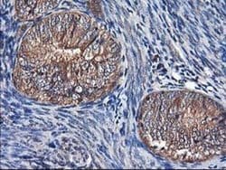 NIF3L1 Monoclonal Antibody (OTI4B5), TrueMAB , OriGene 30 &mu;L; Unconjugated:Antibodies,
