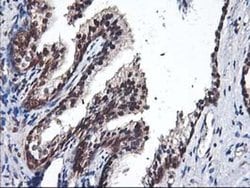 NIF3L1 Monoclonal Antibody (OTI4B5), TrueMAB , OriGene 30 &mu;L; Unconjugated:Antibodies,