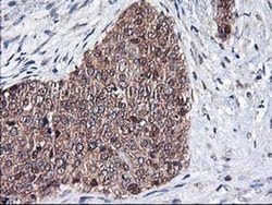 NIF3L1 Monoclonal Antibody (OTI4B5), TrueMAB , OriGene 30 &mu;L; Unconjugated:Antibodies,
