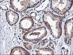 NIF3L1 Monoclonal Antibody (OTI4B5), TrueMAB , OriGene 30 &mu;L; Unconjugated:Antibodies,