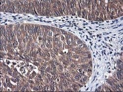 NIF3L1 Monoclonal Antibody (OTI4B5), TrueMAB , OriGene 30 &mu;L; Unconjugated:Antibodies,