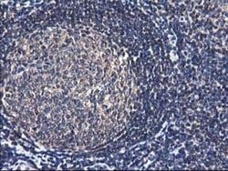 NIF3L1 Monoclonal Antibody (OTI4B5), TrueMAB , OriGene 30 &mu;L; Unconjugated:Antibodies,