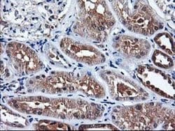NIF3L1 Monoclonal Antibody (OTI4B5), TrueMAB , OriGene 30 &mu;L; Unconjugated:Antibodies,