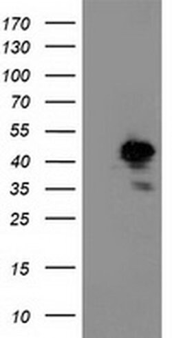 NIF3L1 Monoclonal Antibody (OTI2B7), TrueMAB , OriGene 100 &mu;L; Unconjugated:Antibodies,