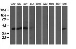 NIF3L1 Monoclonal Antibody (OTI2B7), TrueMAB , OriGene 100 &mu;L; Unconjugated:Antibodies,