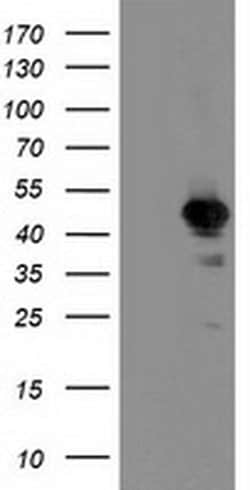NIF3L1 Monoclonal Antibody (OTI3E1), TrueMAB , OriGene 100 &mu;L; Unconjugated:Antibodies,