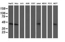 NIF3L1 Monoclonal Antibody (OTI3E1), TrueMAB , OriGene 100 &mu;L; Unconjugated:Antibodies,