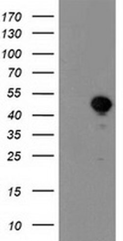 NIF3L1 Monoclonal Antibody (OTI1F6), TrueMAB , OriGene 30 &mu;L; Unconjugated:Antibodies,