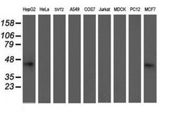 NIF3L1 Monoclonal Antibody (OTI1F6), TrueMAB , OriGene 30 &mu;L; Unconjugated:Antibodies,