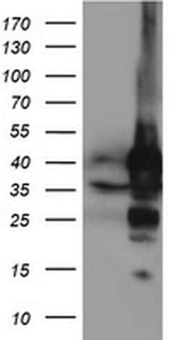 NIF3L1 Monoclonal Antibody (OTI4B5), TrueMAB , OriGene 30 &mu;L; Unconjugated:Antibodies,