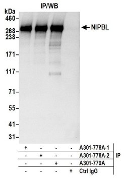 NIPBL Rabbit anti-Human, Polyclonal, Bethyl Laboratories 100 &mu;l; Unlabeled:Antibodies,