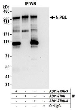 NIPBL Rabbit anti-Human, Polyclonal, Bethyl Laboratories 100 &mu;L; Unconjugated:Antibodies,