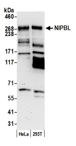 NIPBL Rabbit anti-Human, Polyclonal, Bethyl Laboratories 100 &mu;L; Unconjugated:Antibodies,