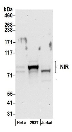 NIR Rabbit anti-Human, Polyclonal, Bethyl Laboratories 100 &mu;L; Unconjugated:Antibodies,