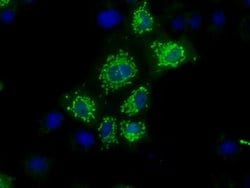 NIT1 Monoclonal Antibody (OTI4D12), TrueMAB , OriGene:Antibodies:Primary