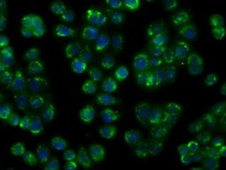 NIT1 Monoclonal Antibody (OTI4D12), TrueMAB , OriGene 100 &mu;L; Unconjugated:Antibodies,
