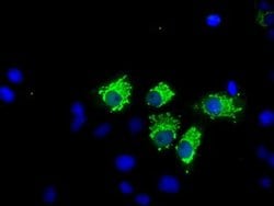 NIT1 Monoclonal Antibody (OTI3A11), TrueMAB , OriGene 100 &mu;L; Unconjugated:Antibodies,