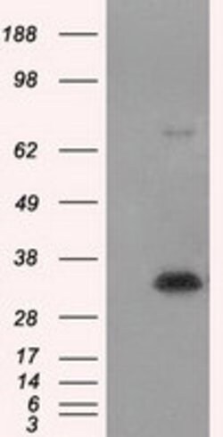 NIT1 Mouse anti-Human, Clone: OTI3A11, lyophilized, TrueMAB 100 &mu;g | Buy Online | Origene Technologies | Fisher Scientific