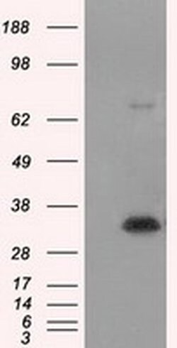 NIT1 Monoclonal Antibody (OTI3A11), TrueMAB , OriGene 100 &mu;L; Unconjugated:Antibodies,