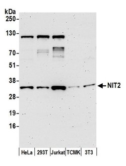 NIT2 Polyclonal Antibody, Bethyl Laboratories:Antibodies:Primary Antibodies