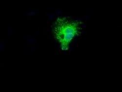 NIT2 Monoclonal Antibody (OTI6H7), TrueMAB , OriGene 30 &mu;L; Unconjugated:Antibodies,