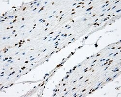NIT2 Monoclonal Antibody (OTI6H7), TrueMAB , OriGene 30 &mu;L; Unconjugated:Antibodies,