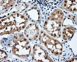 NIT2 Mouse anti-Human, Clone: OTI3D5, liquid, TrueMAB 100 &mu;L | Buy Online | Origene Technologies | Fisher Scientific