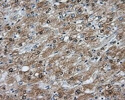 NIT2 Mouse anti-Human, Clone: OTI3D5, liquid, TrueMAB 100 &mu;L | Buy Online | Origene Technologies | Fisher Scientific