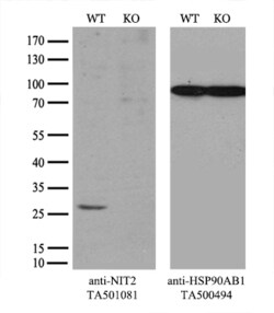 NIT2 Monoclonal Antibody (OTI6H7), TrueMAB , OriGene 30 &mu;L; Unconjugated:Antibodies,