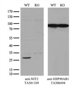 NIT2 Monoclonal Antibody (OTI2B9), TrueMAB , OriGene 30 &mu;L; Unconjugated:Antibodies,