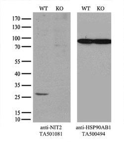 NIT2 Monoclonal Antibody (OTI6H7), TrueMAB , OriGene 30 &mu;L; Unconjugated:Antibodies,