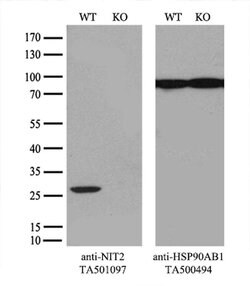 NIT2 Mouse anti-Human, Clone: OTI3D5, liquid, TrueMAB 100 &mu;L | Buy Online | Origene Technologies | Fisher Scientific