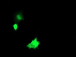 NKIRAS1 Monoclonal Antibody (OTI1D2), TrueMAB , OriGene:Antibodies:Primary