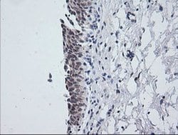 NKIRAS1 Monoclonal Antibody (OTI6C11), TrueMAB , OriGene 100 &mu;L; Unconjugated:Antibodies,