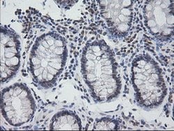 NKIRAS1 Monoclonal Antibody (OTI6C11), TrueMAB , OriGene 100 &mu;L; Unconjugated:Antibodies,