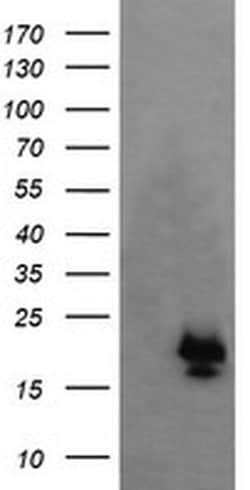 NKIRAS1 Monoclonal Antibody (OTI6C11), TrueMAB , OriGene 100 &mu;L; Unconjugated:Antibodies,