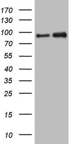 NKRF Monoclonal Antibody (OTI4C2), TrueMAB , OriGene 100 &mu;L; Unconjugated:Antibodies,