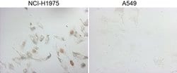 NKX2 Monoclonal Antibody (OTI13H3), TrueMAB , OriGene 100 &mu;L; Unconjugated:Antibodies,