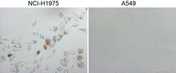 NKX2 Mouse anti-Human, Clone: OTI15A10, lyophilized, TrueMAB 100 &mu;g;