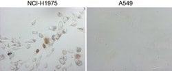 NKX2 Monoclonal Antibody (OTI15A10), TrueMAB , OriGene 100 &mu;L; Unconjugated:Antibodies,