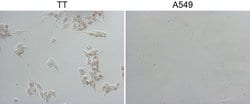 NKX2 Mouse anti-Human, Clone: OTI15A10, lyophilized, TrueMAB 100 &mu;g;