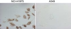 NKX2 Monoclonal Antibody (OTI3D7), TrueMAB , OriGene:Antibodies:Primary